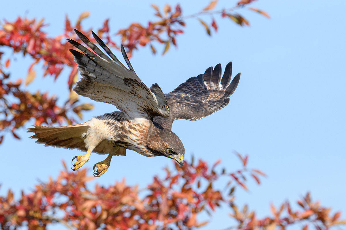 Capturing the essence of birds